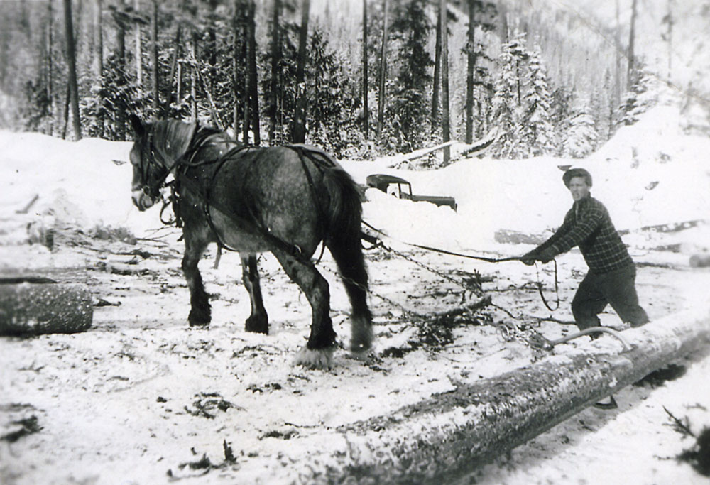 A black and white photo of a winter forest scene showing a horse pulling a log. A man is on the right pulling back on a strap attached to the horse.