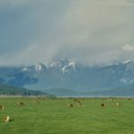 Cattle at Hall’s Landing, 1967