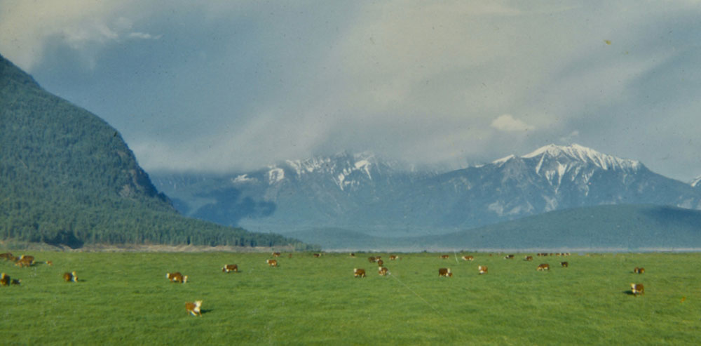 A colourful landscape photo of cows scattered in a green field with mountains in the background.