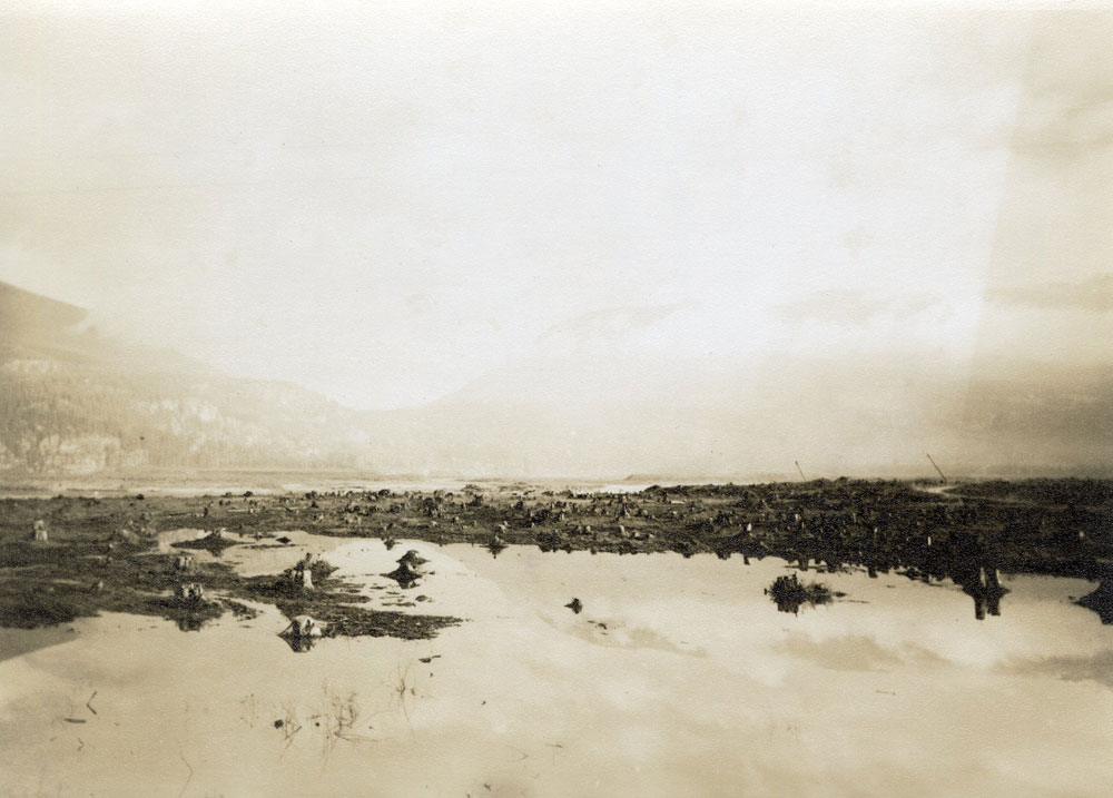 A grayscale landscape photo of a clearing of tree stumps surrounded by water, with blurred mountains in the background.