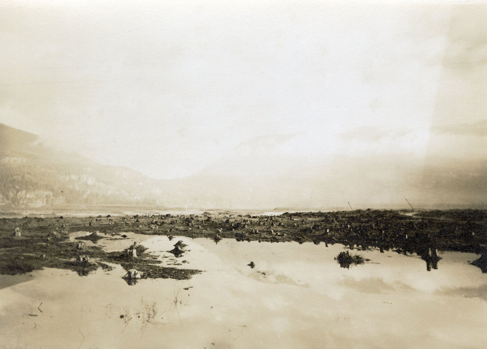 Photographie en échelle de gris d'une clairière couverte de centaines de souches d'arbres qui sont entourées d'eau. Il y a des montagnes floues en arrière-plan.