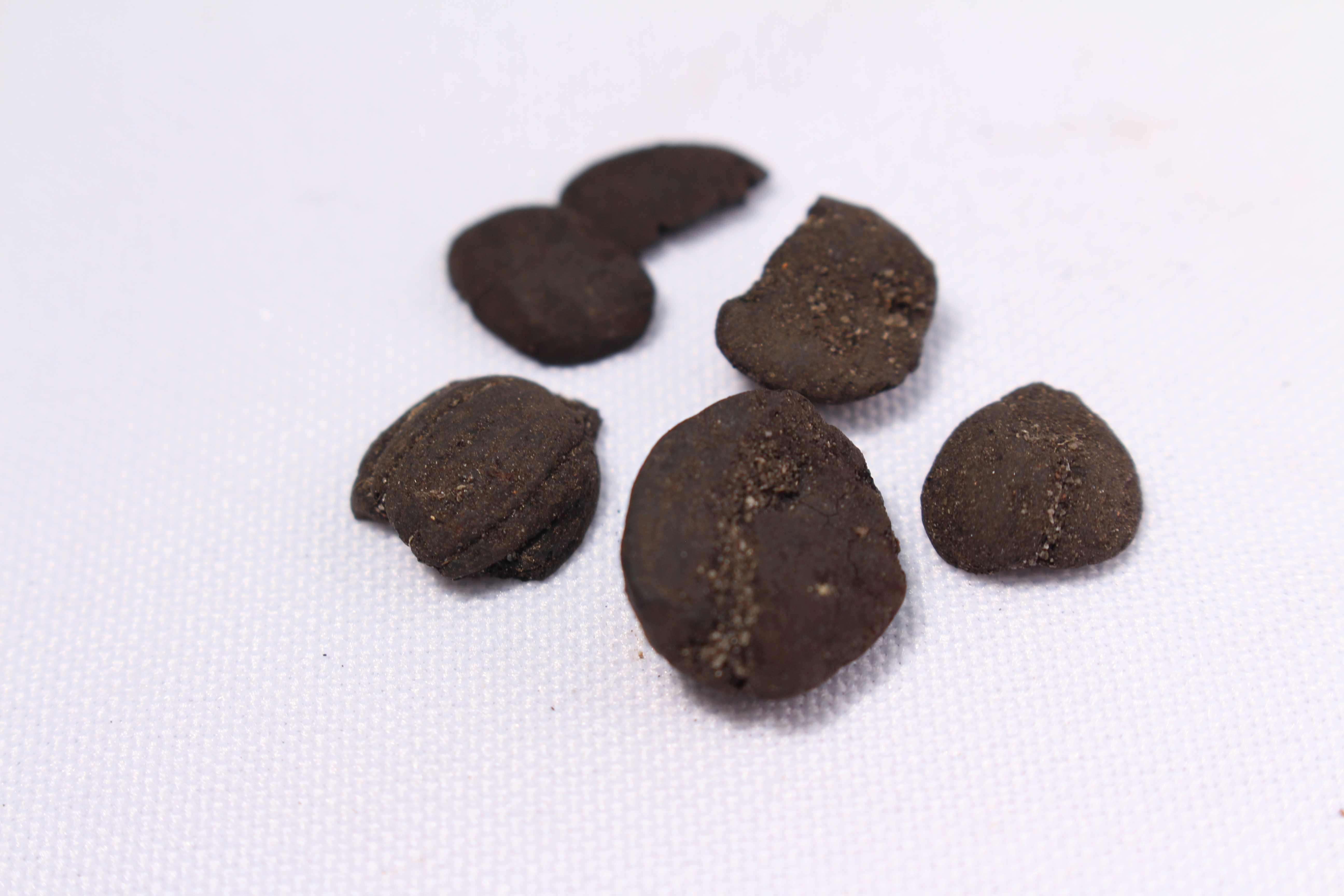 Six small pieces of carbonized corn kernel, brownish black in colour