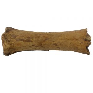 The end of a cow bone, likely from one of the legs.