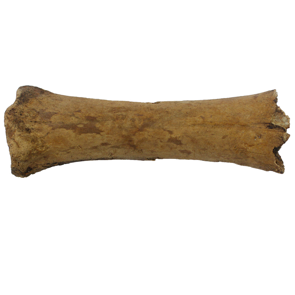 The end of a cow bone, likely from one of the legs.