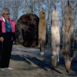 Katie Sanderson drying hides