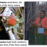 Katie Sanderson picking berries