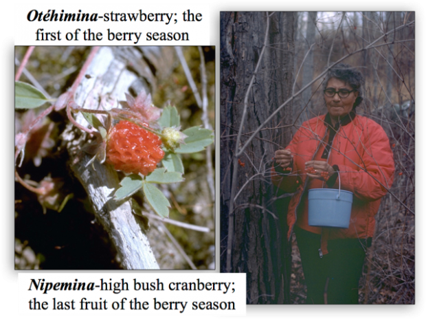 A collage of two coloured photos with the text Otehimina-strawberry; the first berry of the season and the second Nipemina-high bush cranberry; the last fruit of the berry season written on it. On the right, it shows a woman in a red coat with a bucket, collecting berries from a leafless tree, the left side shows a high bush cranberry.