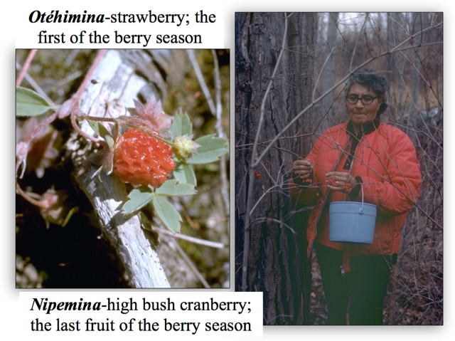 A collage of two coloured photos with the text Otehimina-strawberry; the first berry of the season and the second Nipemina-high bush cranberry; the last fruit of the berry season written on it. On the right, it shows a woman in a red coat with a bucket, collecting berries from a leafless tree, the left side shows a high bush cranberry.