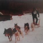Dogsled Team on a Winter Carnival