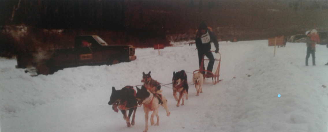 A man at the back of sled with dogs in front in the outdoor and snow in the ground.