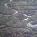The Boreal Forest in Fort McMurray