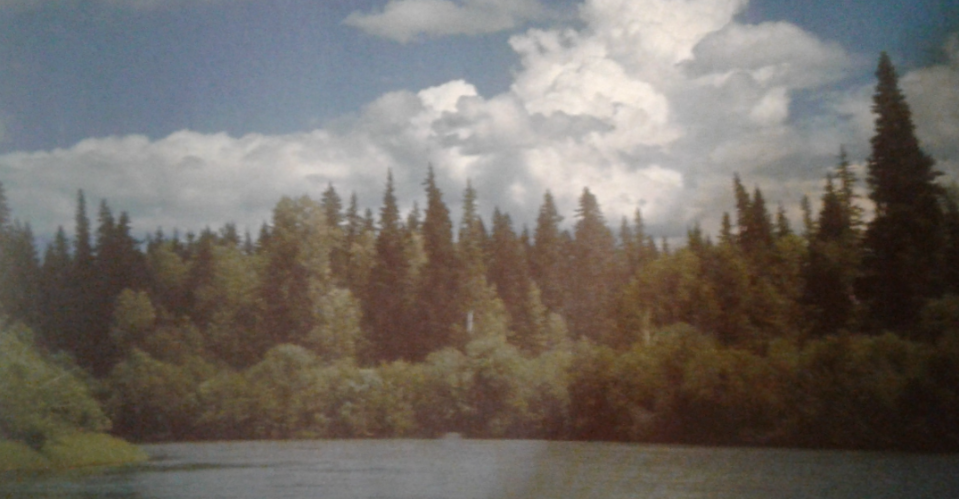 A forest around a lake.