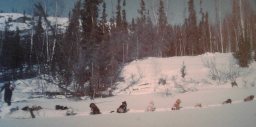A man shown in the background walking towards a harnessed dogsled team of seven attached to a sled in a snowy field.