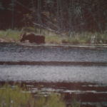 Moose Alongside the Athabasca River