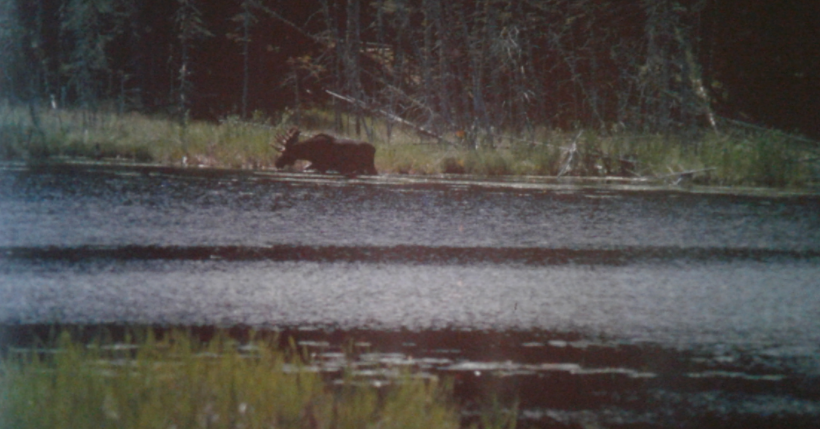 A coloured photo of a moose in the distance with a river shown in front.