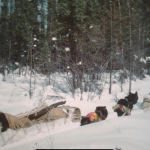 Sled Dogs Pulling Toboggan