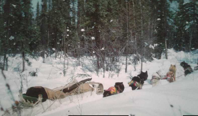 Five harnessed dogs sit in front of an empty sled on a snowy trail in the forest.