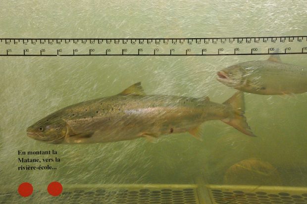 Colour photograph of two salmon passing in front of the observation window of the Matane fish ladder.