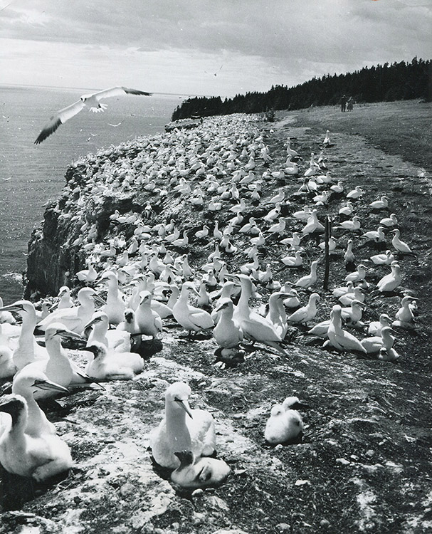 Black and white photograph of the gannet population and their chicks. More than a thousand birds occupy the cliffside of Bonaventure Island.