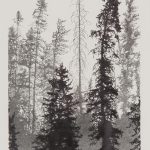 Forêt noire (Black Forest)