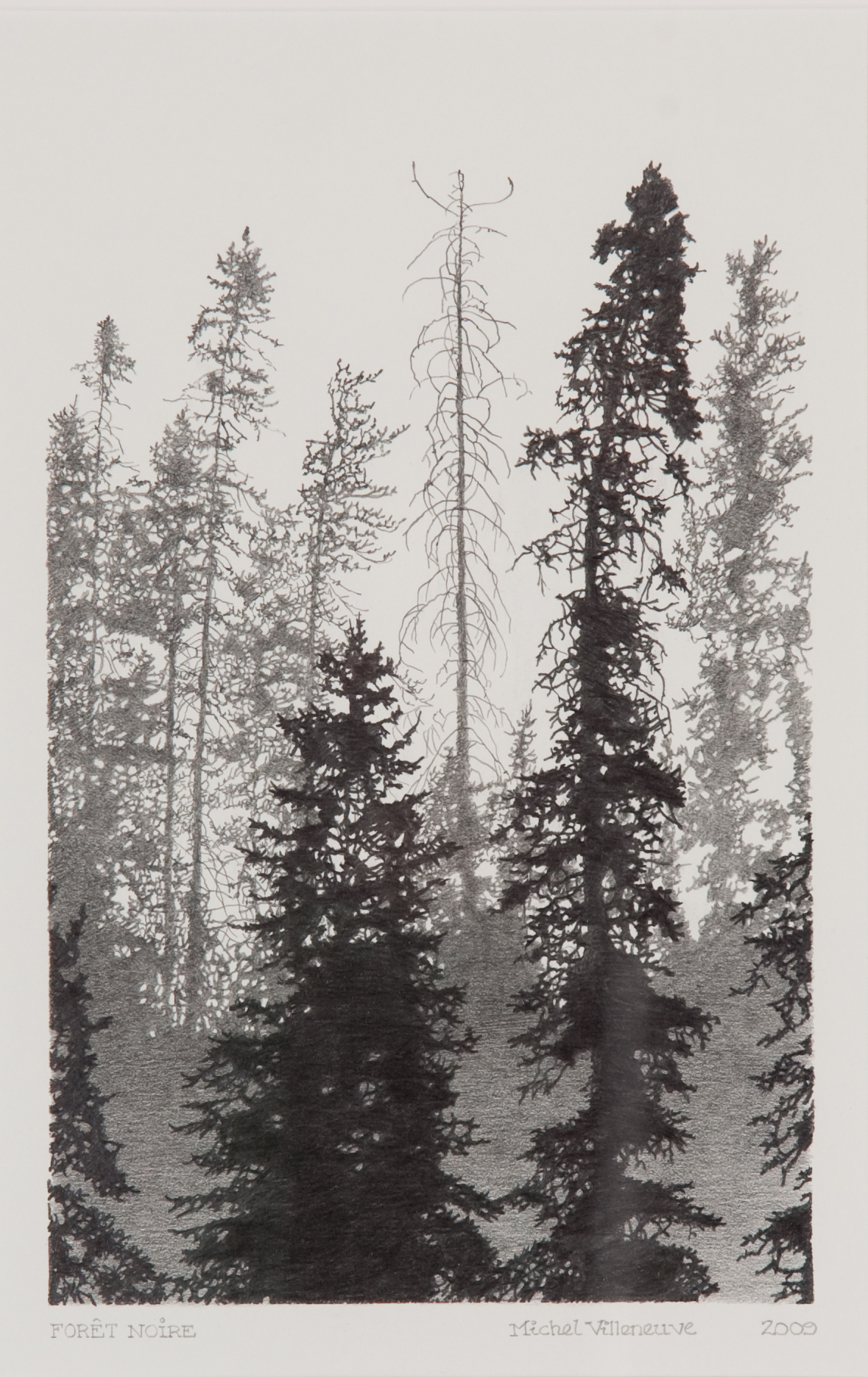 Black and white drawing representing two conifers in the foreground, in front of a forest of conifers in the background.