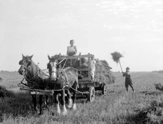 Photograph of a woman, man and child picking up hay on a cart pulled by two horses.