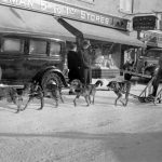 Dogsled Transportation on Perreault Street in Rouyn