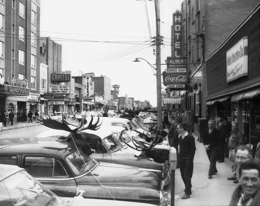 Black and white picture of cars, on a commercial street and parked, on which rest fixed moose heads. A crowd looks at the catches.