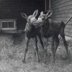 Two Young Moose