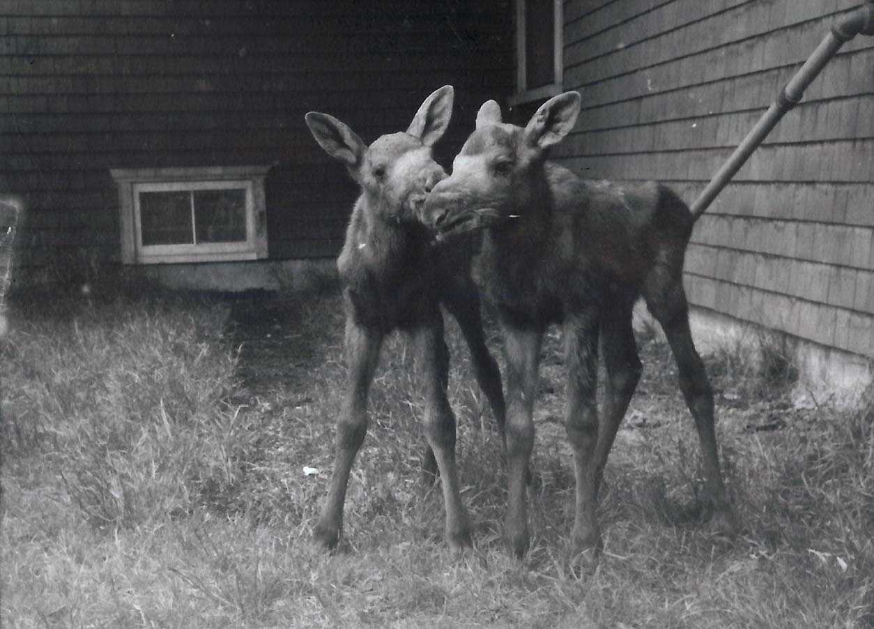 Black and white photograph of two young moose near a building.