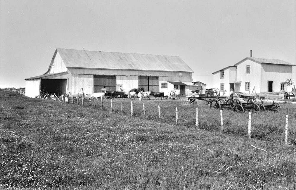 Black and white picture showing a farm : a barn, a house, animals and agricultural gear.
