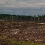 Clearcut Area