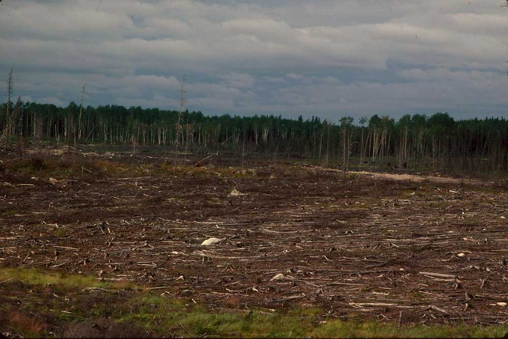 Coloured picture of a forest after clearcutting : the ground is filled with clearcut waste.