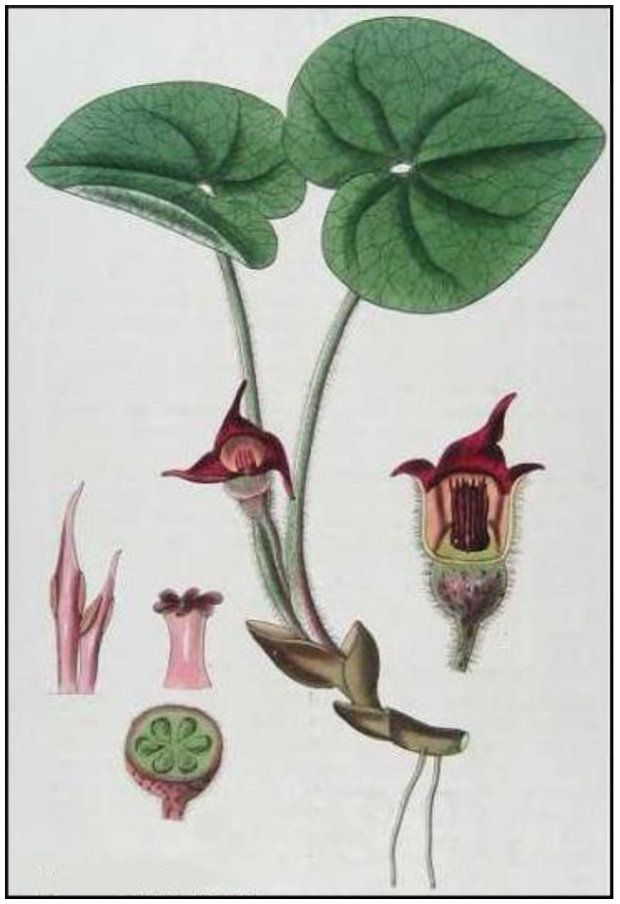 An illustrated page from an herbarium showing various parts of the Canadian Wild Ginger plant.