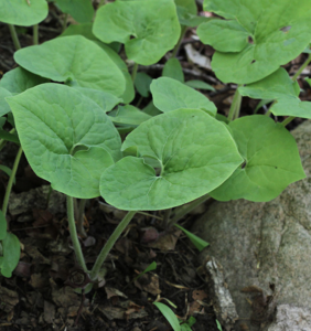 Close-up of the green leaves of the Canadian Wild Ginger plant.