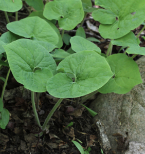 photo d'un plant d'asaret