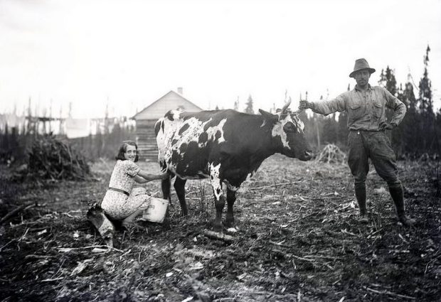 Black and white photograph of a woman milking a cow while a man holds the animal by a horn. In the background, a log cabin.