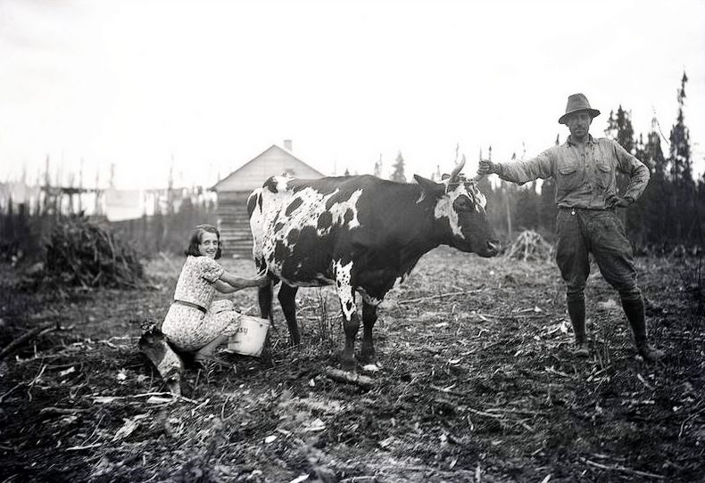 Black and white photograph of a woman milking a cow while a man holds the animal by a horn. In the background, a log cabin.