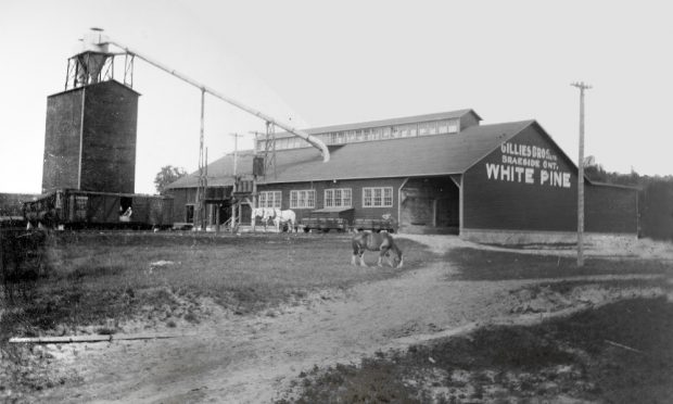 Men unload logs from a horse driven cart at the entrance to a planing mill while other men load sawn lumber into a rail car.