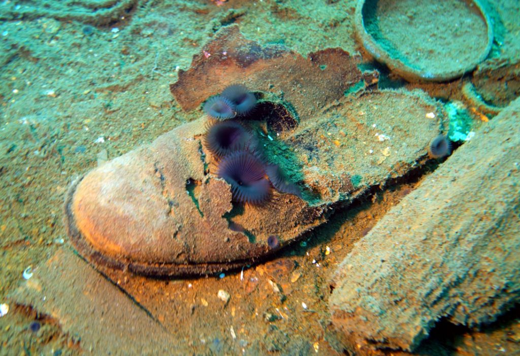A decomposing shoe underwater with several tube worms growing on it