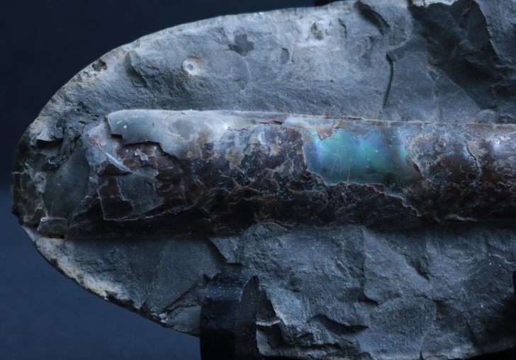 Baculite specimen in an oval-shaped piece of matrix, displaying colourful iridescence in its shell