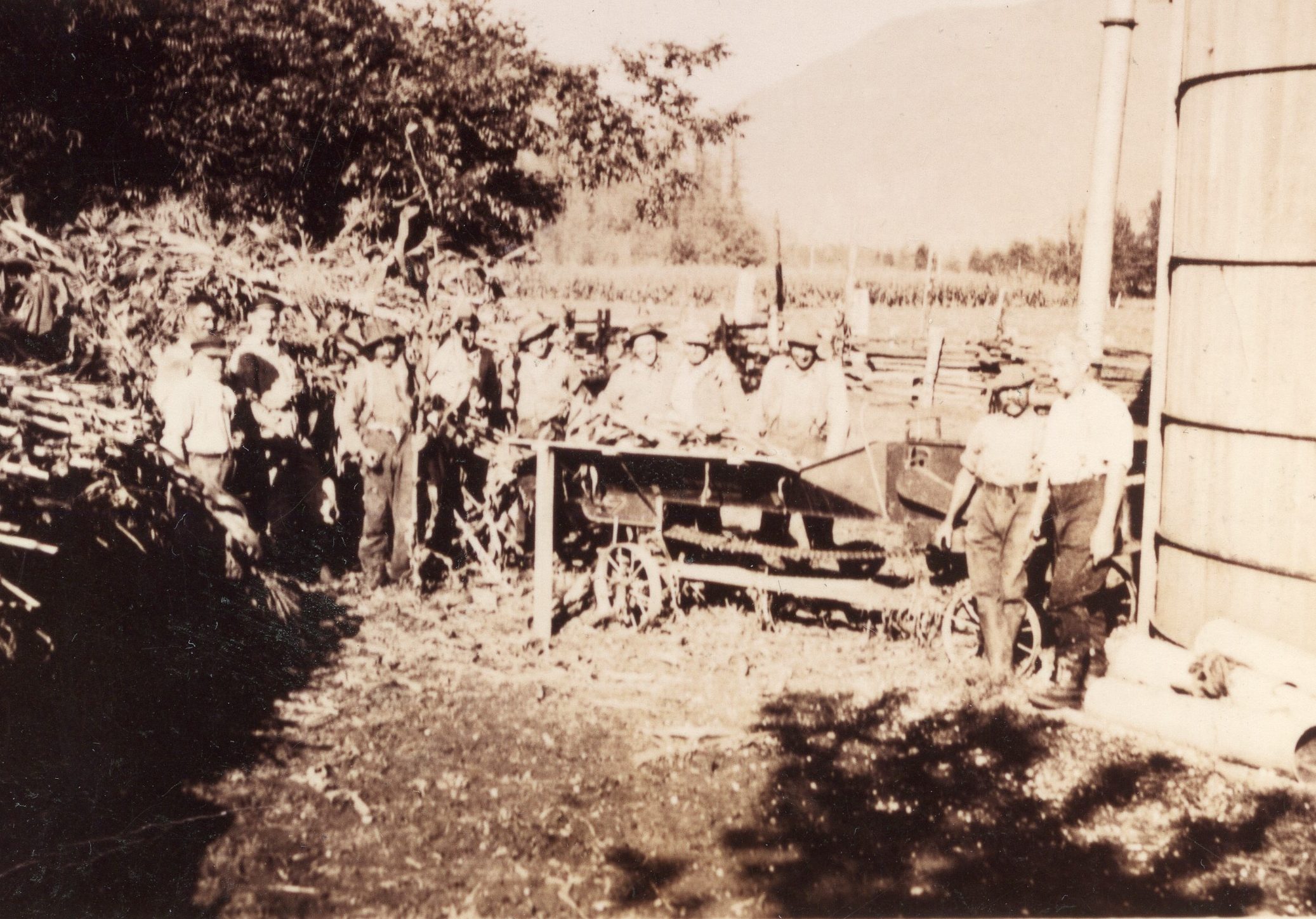 Black and white photograph of men processing corn for silage. They are standing beside a silo and piled cornstalks. Several men are standing behind a machine, feeding corn stalks into it.