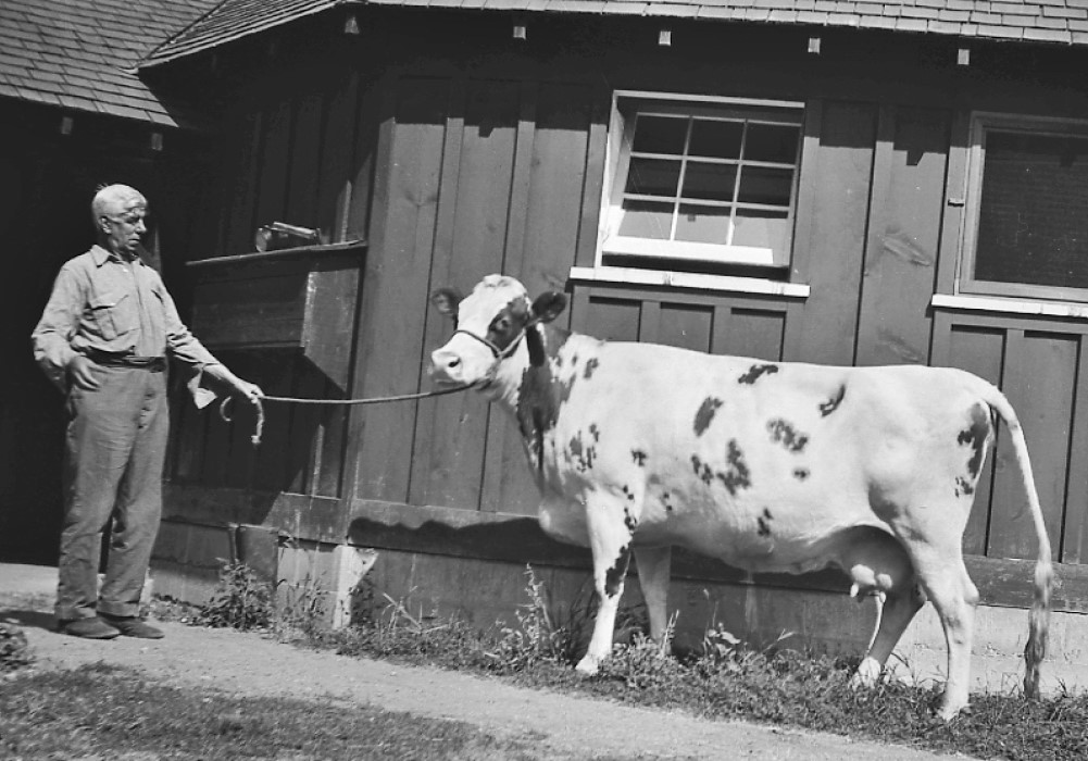 Black and white photo of a man looking surprised, holding a cow by a rope. A wooden building is in the background.