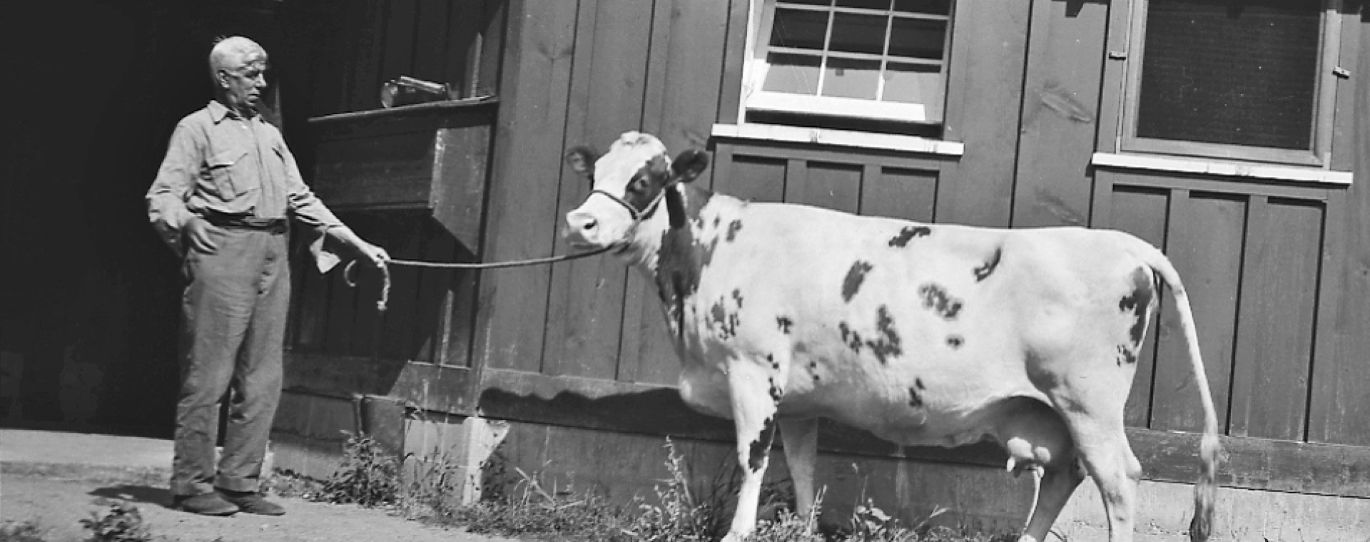 Black and white photo of a man looking surprised, holding a cow by a rope. A wooden building is in the background.