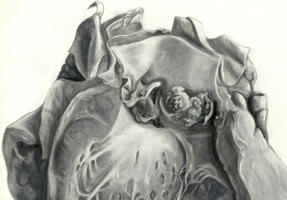 Black and white illustration showing the aortic valve.